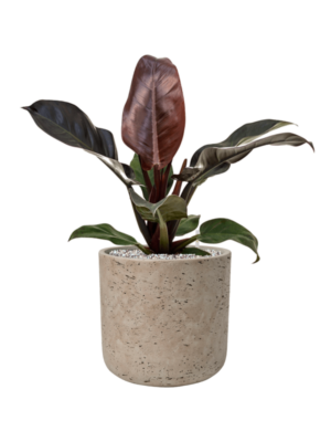 Philodendron 'Imperial Red' en Rough