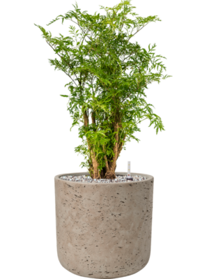 Aralia (Polyscias) 'Ming' en Rough