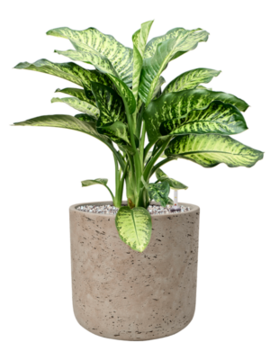 Dieffenbachia seguine 'Maroba' en Rough