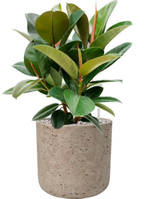 Ficus elastica 'Robusta' en Rough