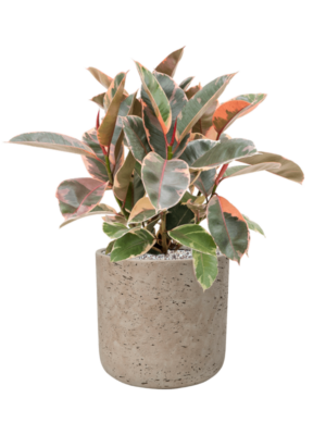 Ficus elastica 'Belize' en Rough
