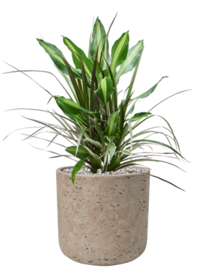 Dracaena combo en Rough