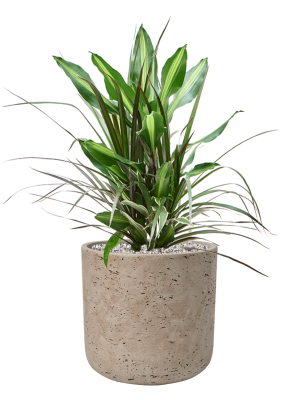Dracaena combo en Rough, Pottery Pots