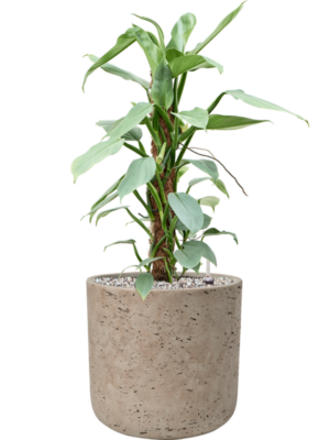 Philodendron 'Silver Queen' en Rough