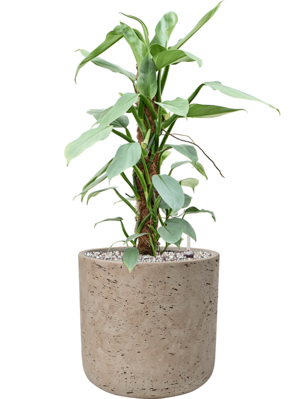 Philodendron 'Silver Queen' en Rough, Pottery Pots