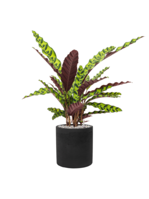 Calathea insignis en Rough