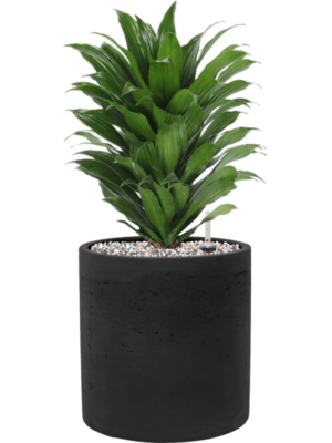 Dracaena fragrans 'Compacta' en Rough