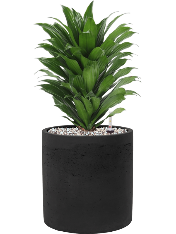Dracaena fragrans 'Compacta' en Rough, Pottery Pots