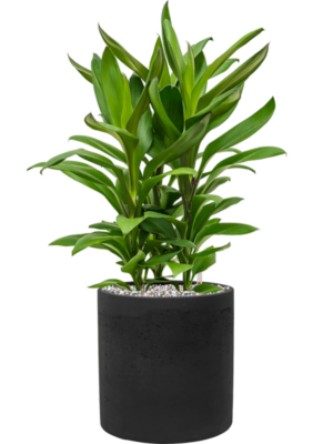 Cordyline fruticosa' Glauca' en Rough
