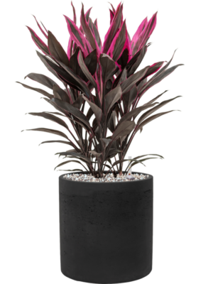 Cordyline fruticosa 'Tango' en Rough