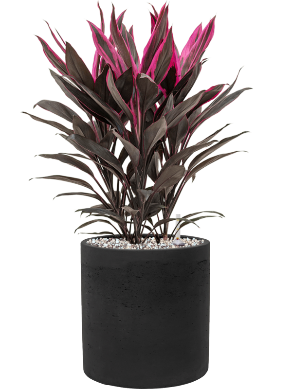 Cordyline fruticosa 'Tango' en Rough, Pottery Pots