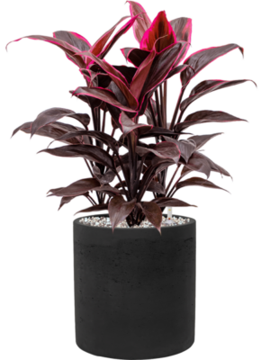 Cordyline fruticosa 'Mambo' en Rough