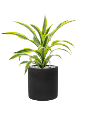 Dracaena fragrans 'Lemon Lime' en Rough