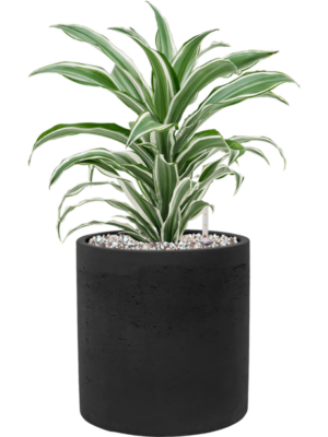Dracaena fragrans 'White Jewel' en Rough