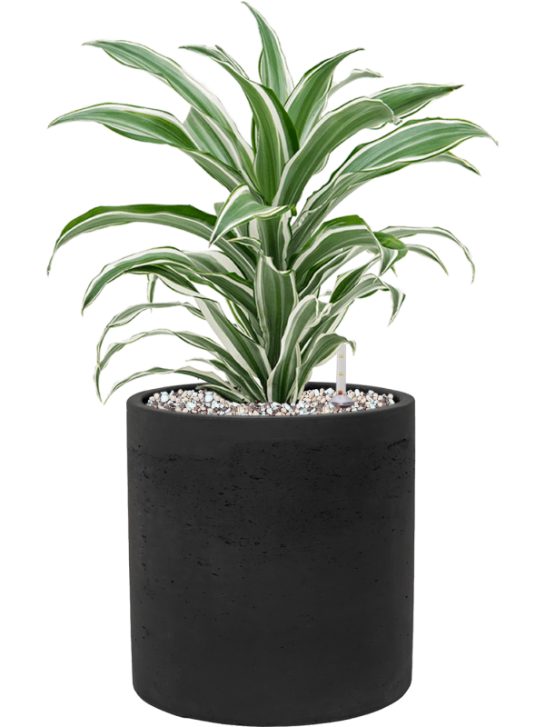 Dracaena fragrans 'White Jewel' en Rough, Pottery Pots