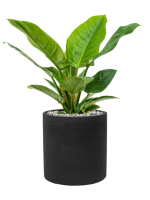Philodendron 'Imperial Green' en Rough