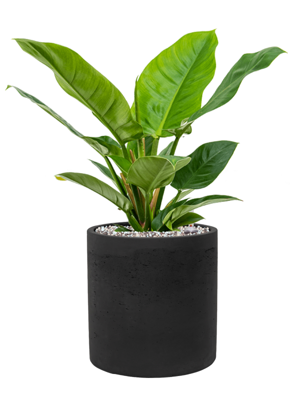 Philodendron 'Imperial Green' en Rough, Pottery Pots