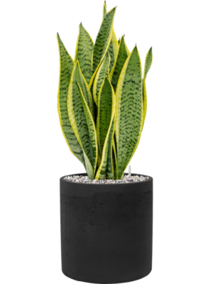Sansevieria trifasciata 'Laurentii' en Rough