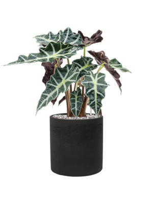Alocasia 'Polly' en Rough