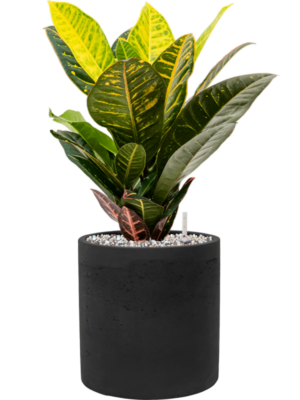 Croton (Codiaeum) variegatum 'Petra' en Rough