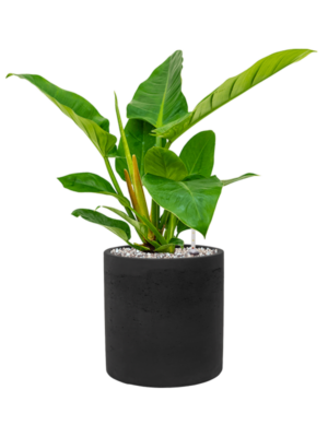 Philodendron 'Imperial Green' en Rough