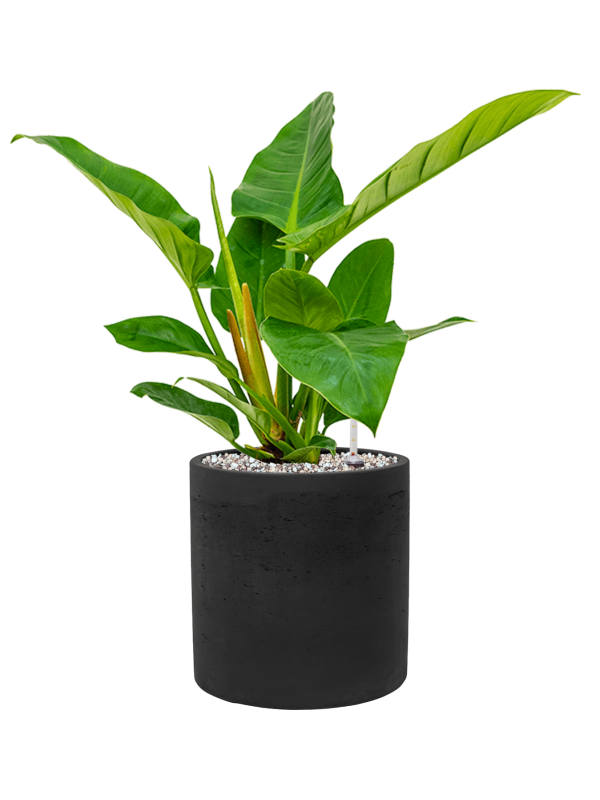 Philodendron 'Imperial Green' en Rough, Pottery Pots