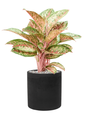 Aglaonema 'Painted Celebration' en Rough
