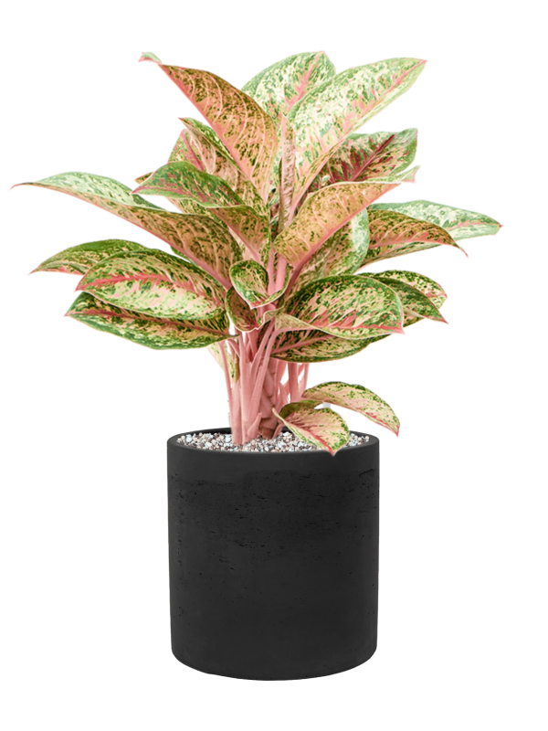 Aglaonema 'Painted Celebration' en Rough, Pottery Pots