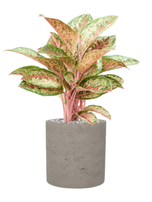 Aglaonema 'Painted Celebration' en Rough