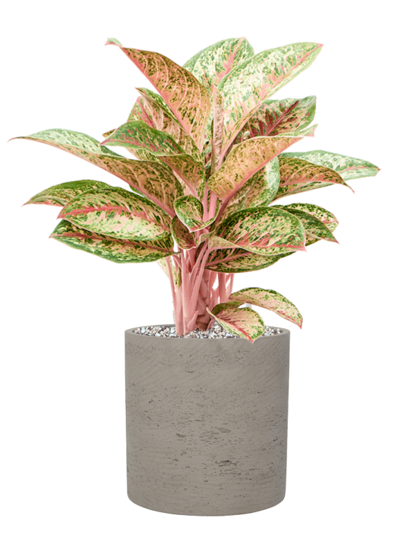 Aglaonema 'Painted Celebration' en Rough, Pottery Pots