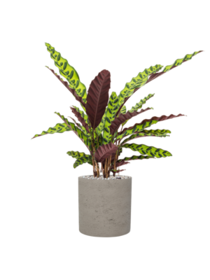 Calathea insignis en Rough