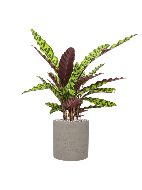 Calathea insignis en Rough, Pottery Pots
