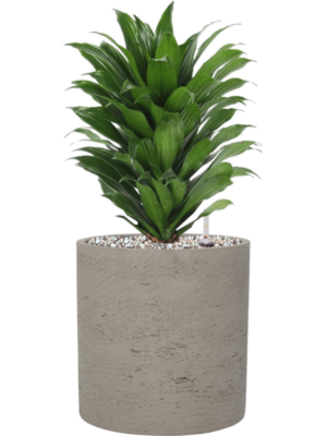 Dracaena fragrans 'Compacta' en Rough