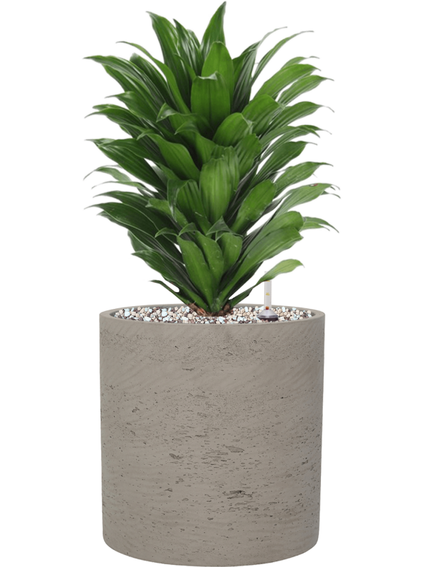 Dracaena fragrans 'Compacta' en Rough, Pottery Pots