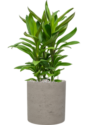 Cordyline fruticosa' Glauca' en Rough