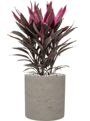 Cordyline fruticosa 'Tango' en Rough
