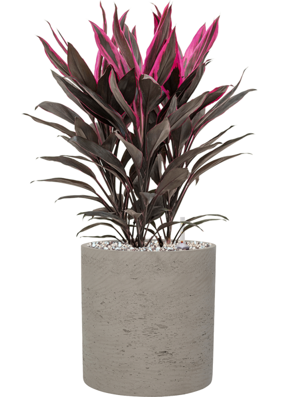 Cordyline fruticosa 'Tango' en Rough, Pottery Pots