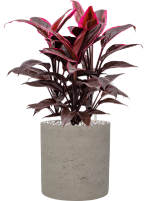 Cordyline fruticosa 'Mambo' en Rough