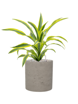 Dracaena fragrans 'Lemon Lime' en Rough
