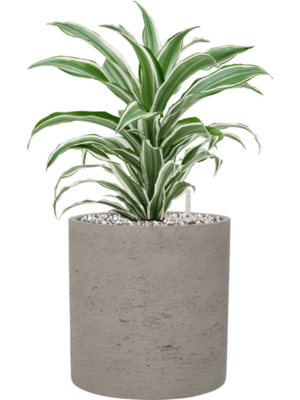 Dracaena fragrans 'White Jewel' en Rough