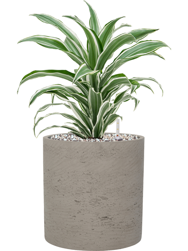 Dracaena fragrans 'White Jewel' en Rough, Pottery Pots