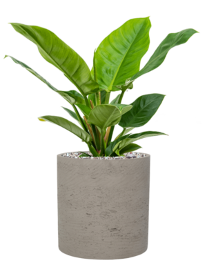 Philodendron 'Imperial Green' en Rough
