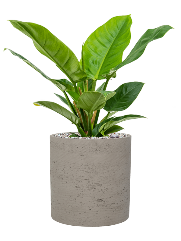 Philodendron 'Imperial Green' en Rough, Pottery Pots