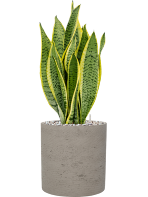 Sansevieria trifasciata 'Laurentii' en Rough