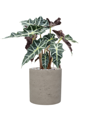 Alocasia 'Polly' en Rough