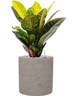 Croton (Codiaeum) variegatum 'Petra' en Rough