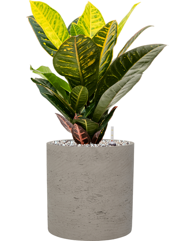 Croton (Codiaeum) variegatum 'Petra' en Rough, Pottery Pots