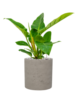 Philodendron 'Imperial Green' en Rough