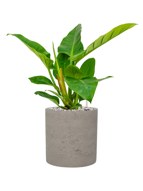 Philodendron 'Imperial Green' en Rough, Pottery Pots
