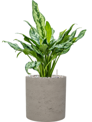 Aglaonema 'Miss Julliette' en Rough